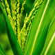 Illustration for article titled What Biofuel Is (And Where It Comes From)
